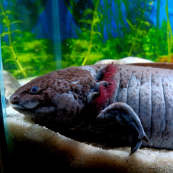 Glimmer - Axolotl sauvage mélanique