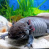 Glimmer - Axolotl sauvage mélanique