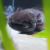 Glimmer - Axolotl sauvage mélanique