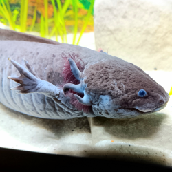 Glimmer - Axolotl sauvage mélanique