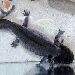 Glimmer - Axolotl sauvage mélanique