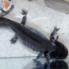 Glimmer - Axolotl sauvage mélanique