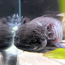 Glimmer - Axolotl sauvage mélanique