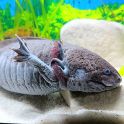 Glimmer - Axolotl sauvage mélanique