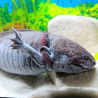 Glimmer - Axolotl sauvage mélanique