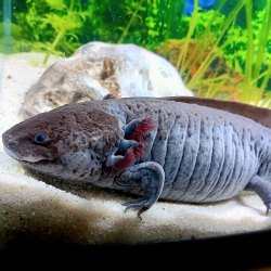 Glimmer - Axolotl sauvage mélanique
