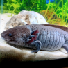Glimmer - Axolotl sauvage mélanique