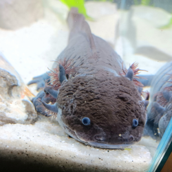Glimmer - Axolotl sauvage mélanique