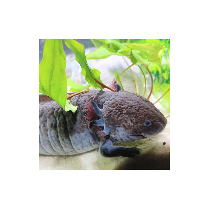 Glimmer - Axolotl sauvage mélanique
