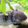 Glimmer - Axolotl sauvage mélanique