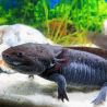Jet - Axolotl sauvage mélanique