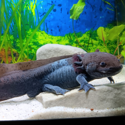 Jet - Axolotl sauvage mélanique