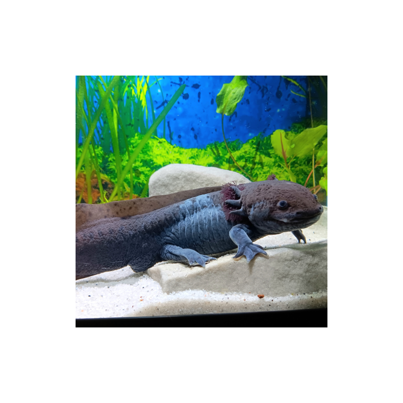 Jet - Axolotl sauvage mélanique