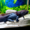 Jet - Axolotl sauvage mélanique