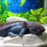 Jet - Axolotl sauvage mélanique