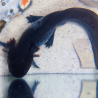 Jet - Axolotl sauvage mélanique