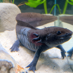 Jet - Axolotl sauvage mélanique