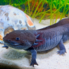 Jet - Axolotl sauvage mélanique