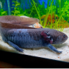 Jet - Axolotl sauvage mélanique