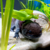 Jet - Axolotl sauvage mélanique