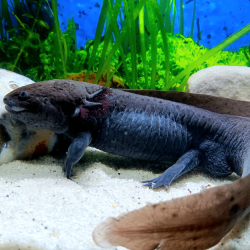Jet - Axolotl sauvage mélanique