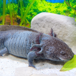 Ondine - Axolotl sauvage