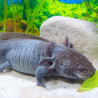 Ondine - Axolotl sauvage