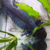 Ondine - Axolotl sauvage