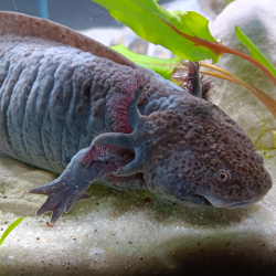 Ondine - Axolotl sauvage