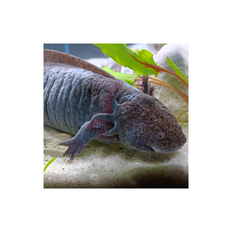 Ondine - Axolotl sauvage