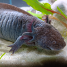 Ondine - Axolotl sauvage