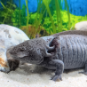 Ondine - Axolotl sauvage