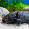 Ondine - Axolotl sauvage