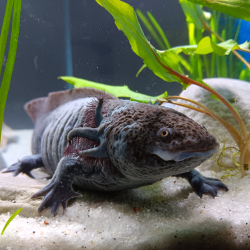 Ondine - Axolotl sauvage