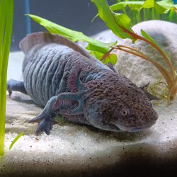 Ondine - Axolotl sauvage