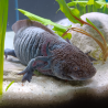 Ondine - Axolotl sauvage