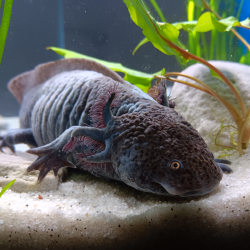 Ondine - Axolotl sauvage