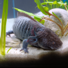Ondine - Axolotl sauvage