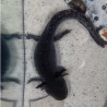 Wilo - Axolotl sauvage