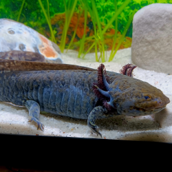 Wilo - Axolotl sauvage