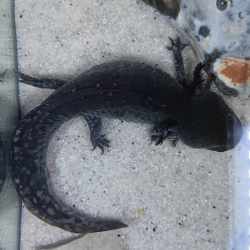 Wilo - Axolotl sauvage