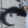Wilo - Axolotl sauvage
