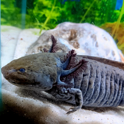 Wilo - Axolotl sauvage