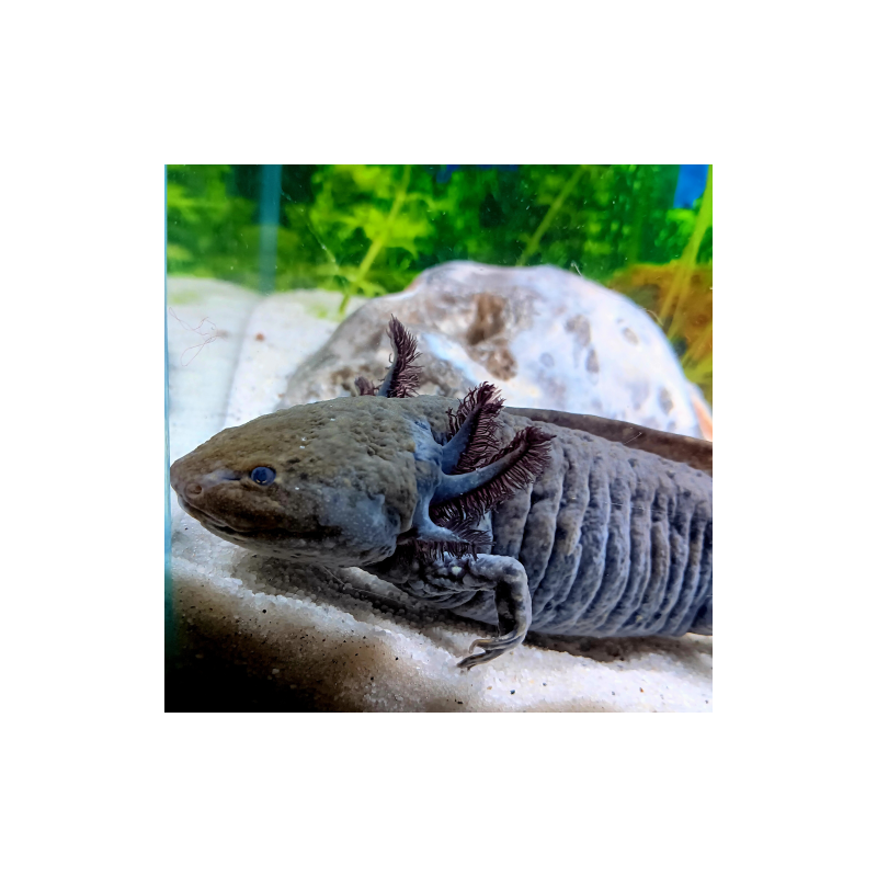 Wilo - Axolotl sauvage