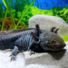 Wilo - Axolotl sauvage