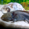 Wilo - Axolotl sauvage