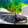 Wilo - Axolotl sauvage