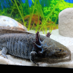 Wilo - Axolotl sauvage