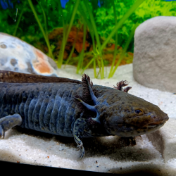 Wilo - Axolotl sauvage