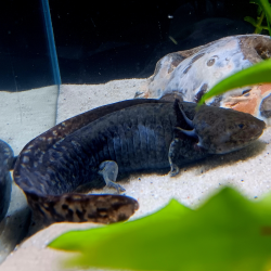 Wilo - Axolotl sauvage